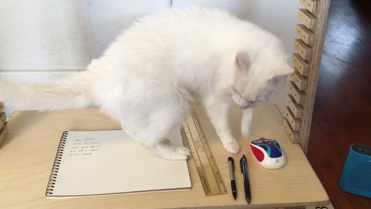 Indiana Test Buddhi Boxx test cat.