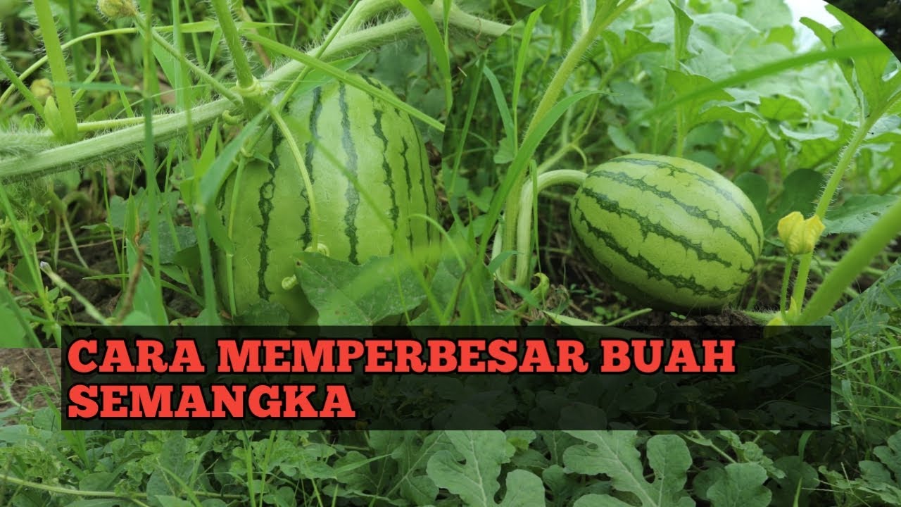 CARA MEMPERBESAR BUAH SEMANGKA