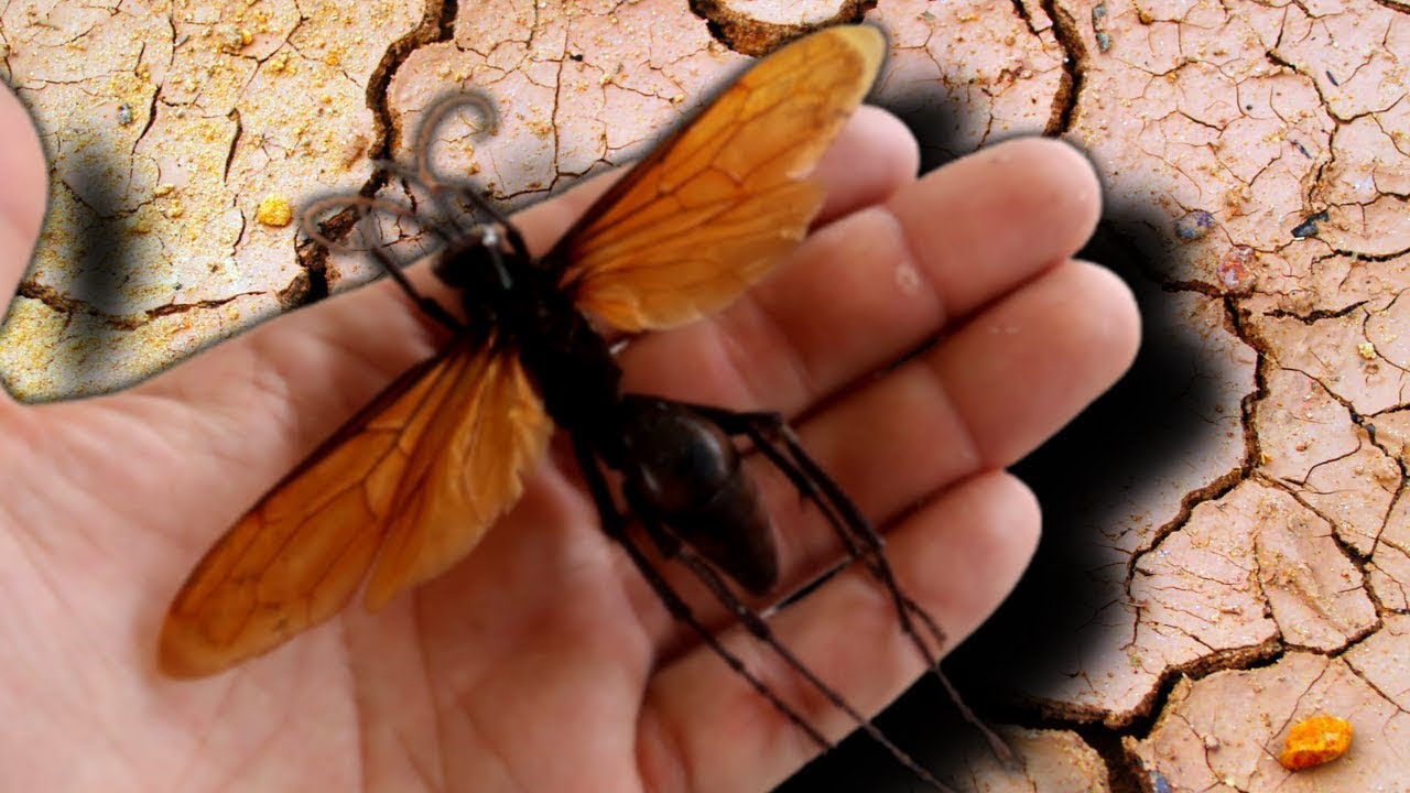 Tarantula Hawk Wasp:  (Pepsis sp.): Drawer of the Week Ep.12