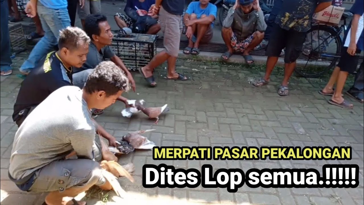 REKOMENDASI BAHAN PLAYER MERPATI PASAR DITES LOP SEMUA BRO.!!!