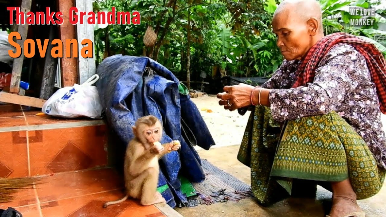 Abandoned Monkey Sovana Really Need Human to Give Warm & Care,That's Why She Won't Go to Wild Troop