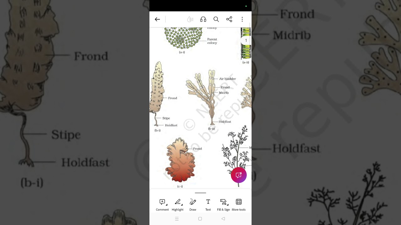 Plant kingdom Plant Kingdom Diagram Trick 🌿 | NEET 2026 | Minutes Revision
