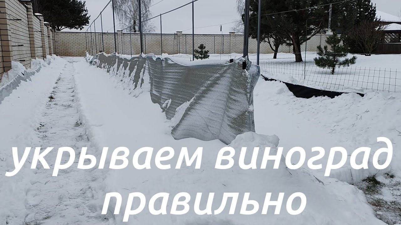 Как НЕ стоит укрывать виноград на зиму