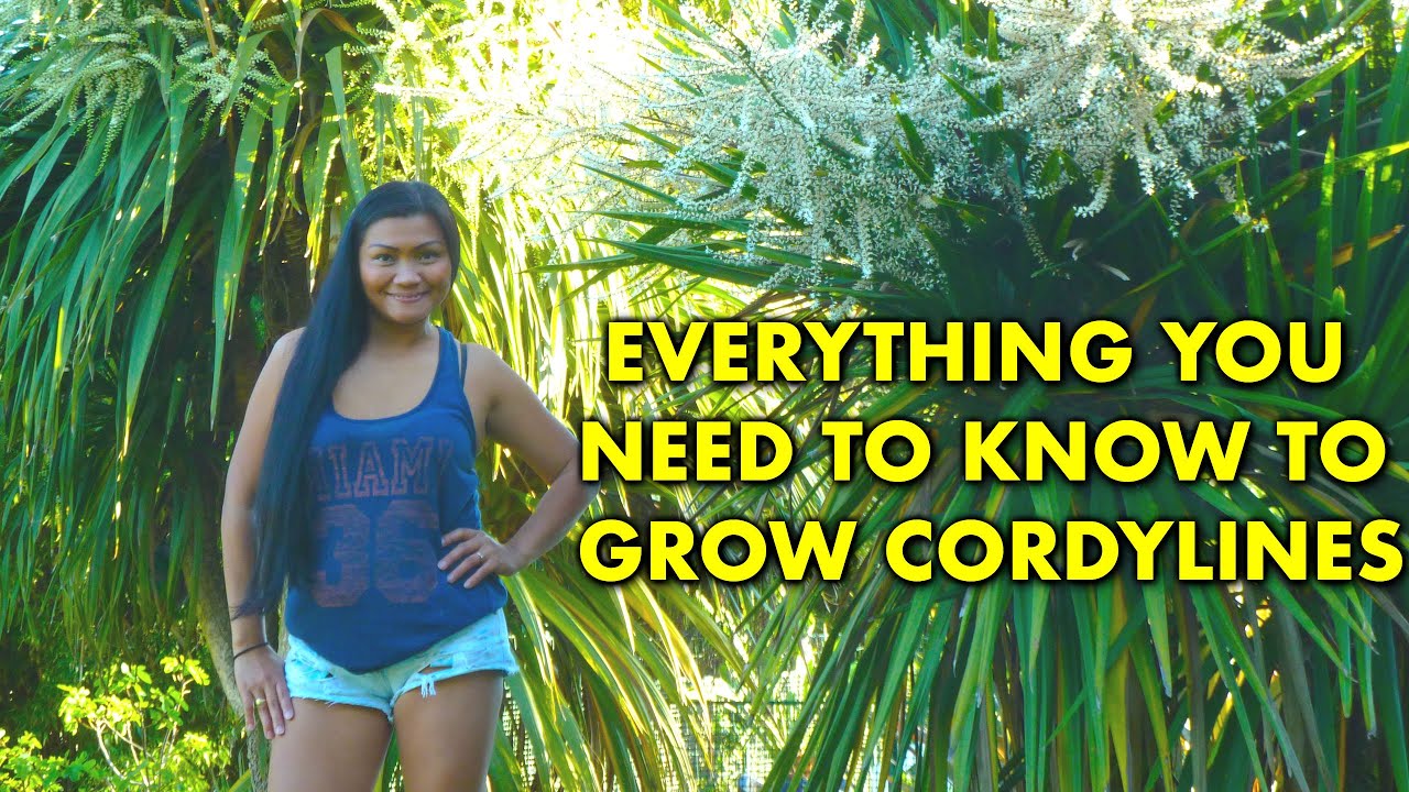 Cordyline - Cordyline Australis UK  (How to take cuttings from a Cordyline)  Cordyline Propagation