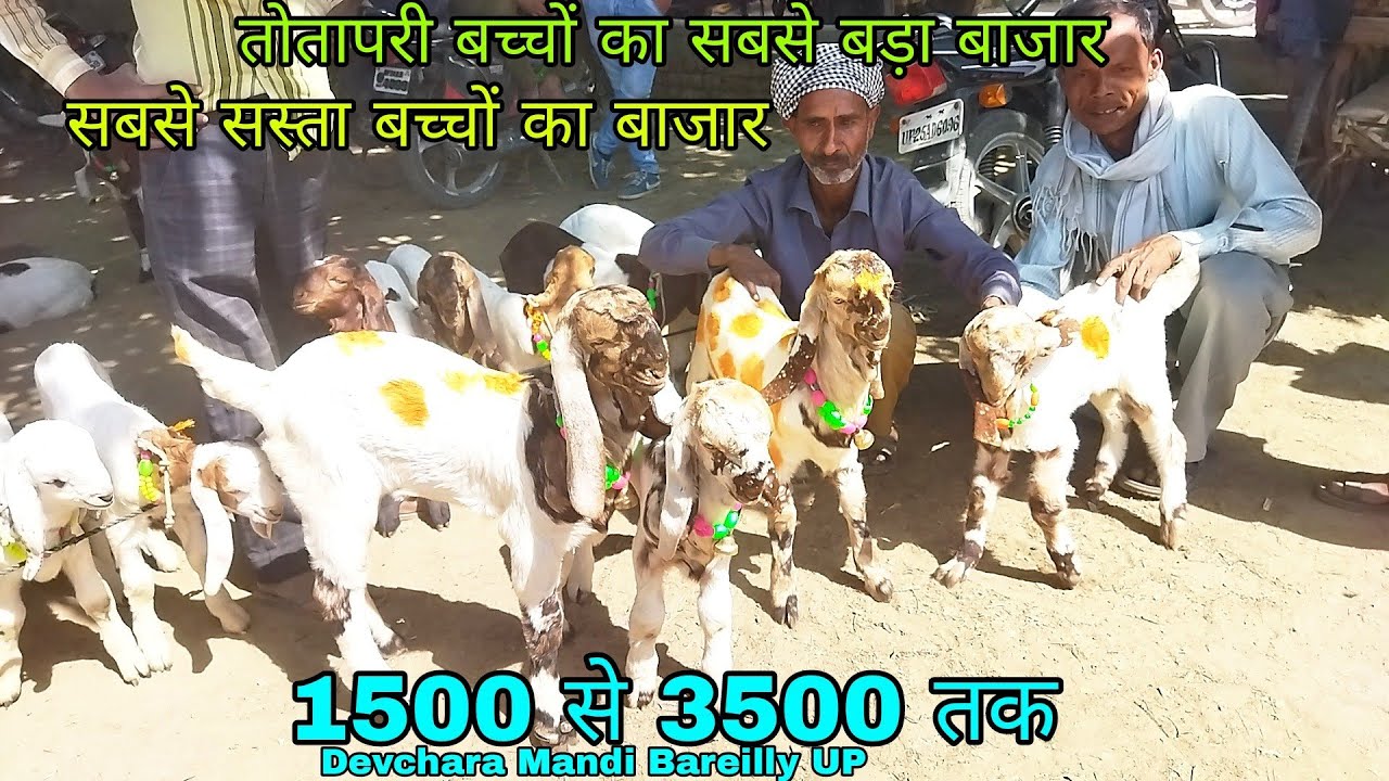 Totapari Breed Goat For Sale Goat Farm in India Bakri Palan Bareilly UP