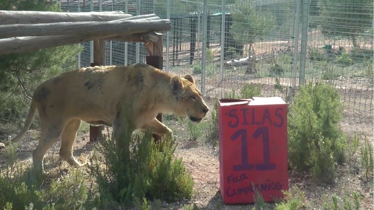 Leones Govani y Silas disfrutando de su libertad - Rescate AAP Primadomus