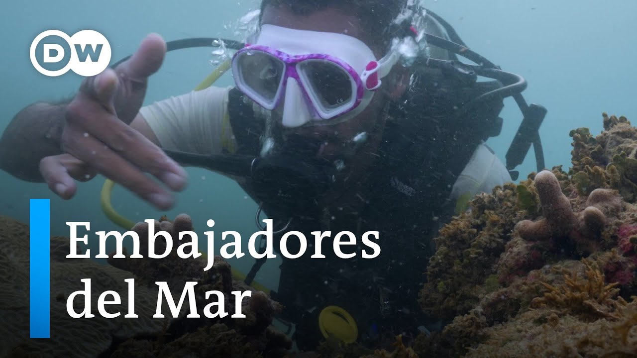 Protección de los corales del Caribe Sur