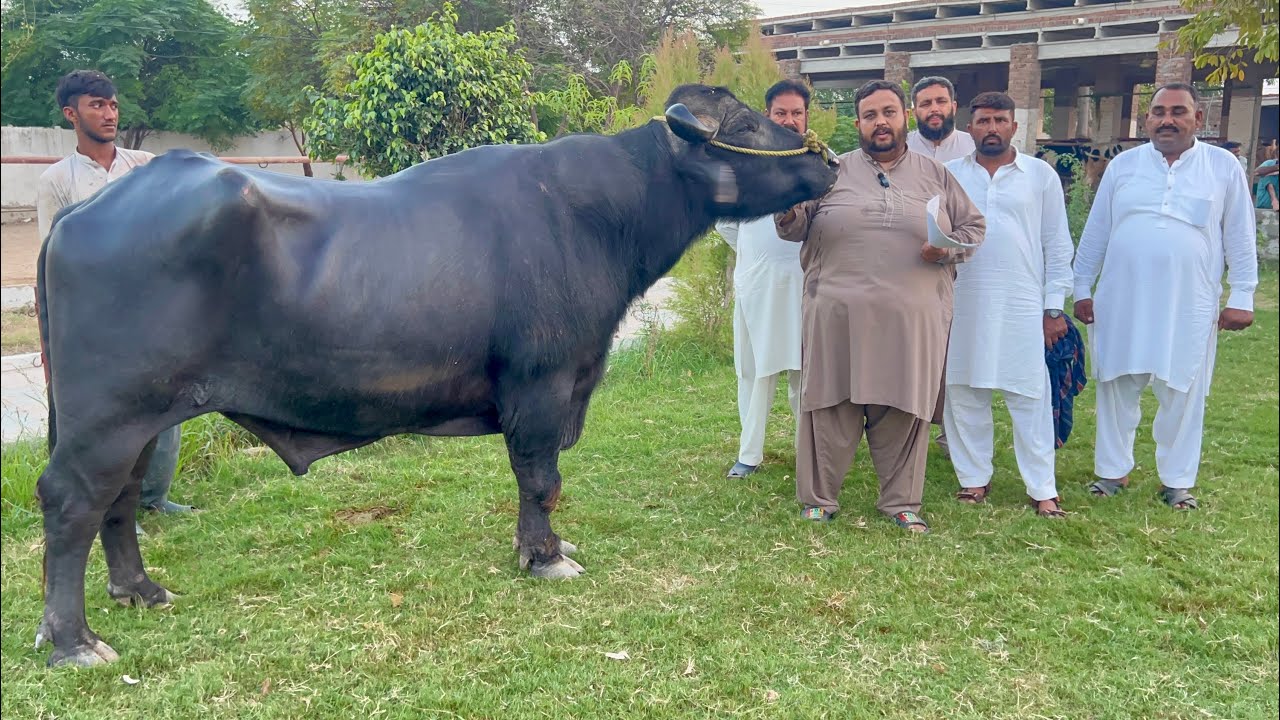 Nili Ravi Buffalo Bulls K & Z Sire and Semen Production Unit  SPU #buffalo #bull #farming 