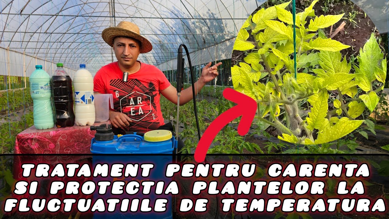 Tratament bio pentru fluctuațiile de temperatură și carențele apărute la tomate