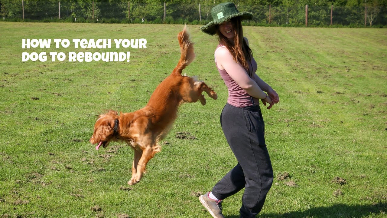 How to teach your dog to rebound!