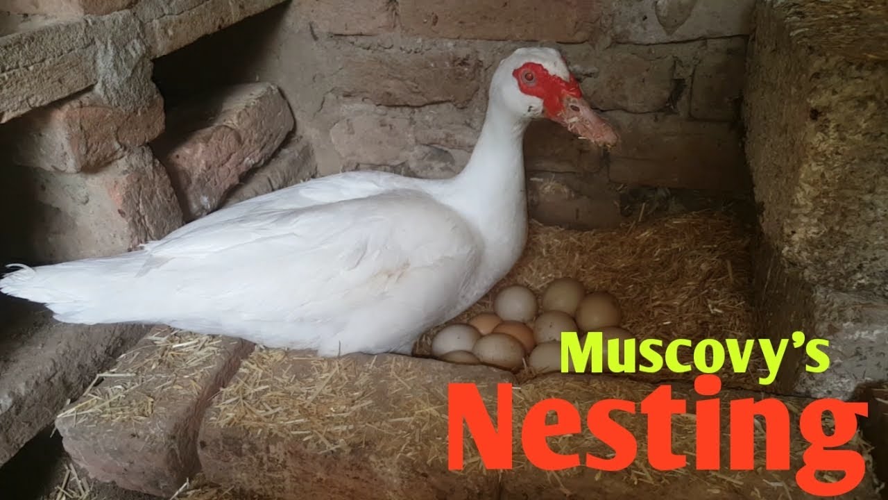 Muscovy Duck Nest | Muscovy Duck Breeding Tips | Muscovy Duck Farming