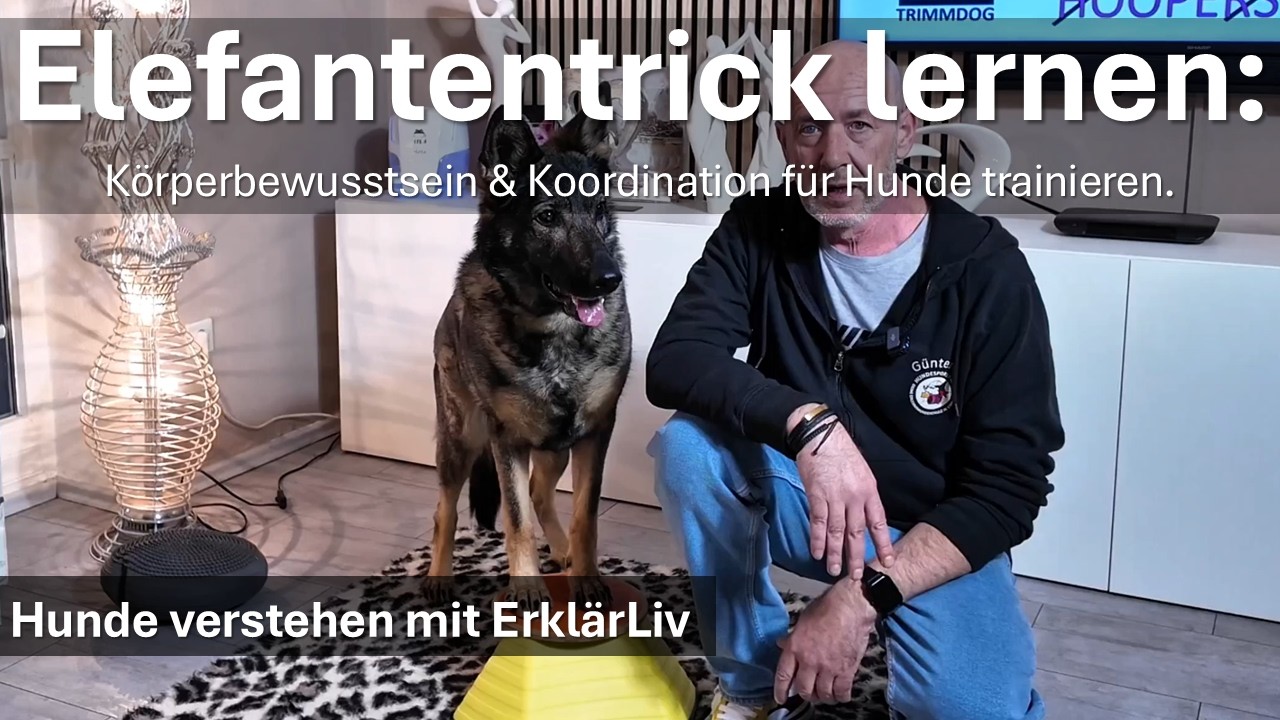 Elefantentrick lernen: Körperbewusstsein & Koordination für Hunde trainieren. 
