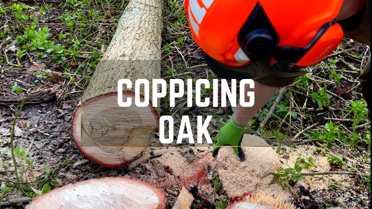 How To Coppice Oak!