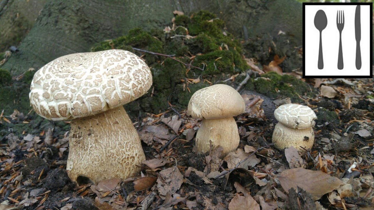 Borowik usiatkowany (Boletus reticulatus) Jaworzno 29.05.2018