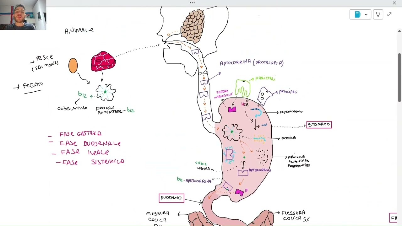 Fisiologia | Assorbimento della vitamina b12 (cobalamina): meccanismi molecolari e fisiopatologia