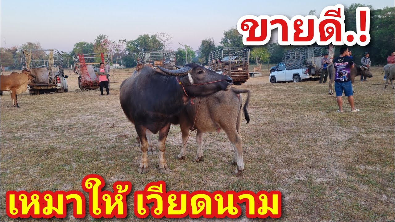 EP.2193 ตลาดนัดโคกระบือ วันศุกร์ 6 ก.พ.2569 #ราคาควายล่าสุด #ราคาควายเนื้อ | Chợ Trâu | livestock