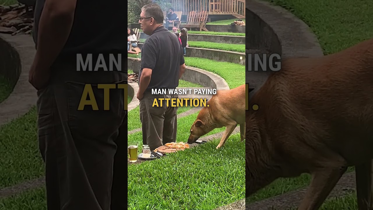 Sneaky dog steals pizza at concert 🤣 🙌 #shorts #dog