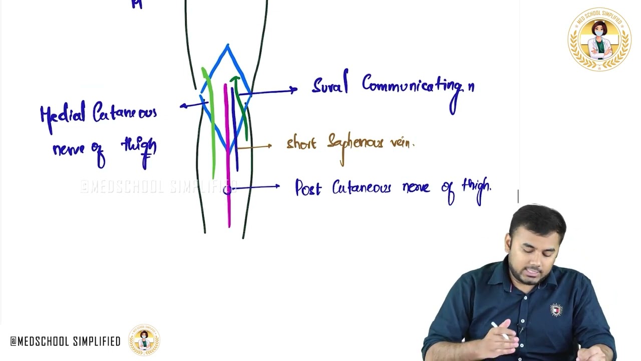 Popliteal Fossa: Lower Limb Anatomy