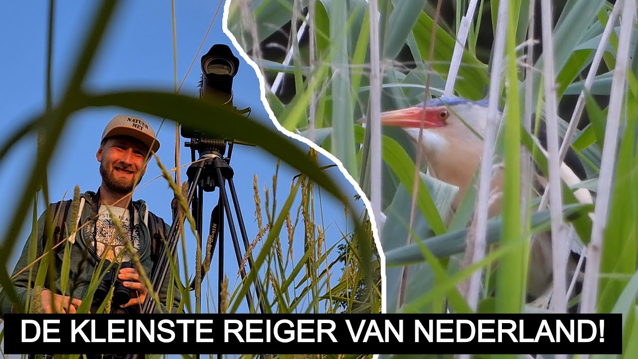 #212: Een zeldzame WOUDAAP verscholen in het riet! | Nikon P1000 