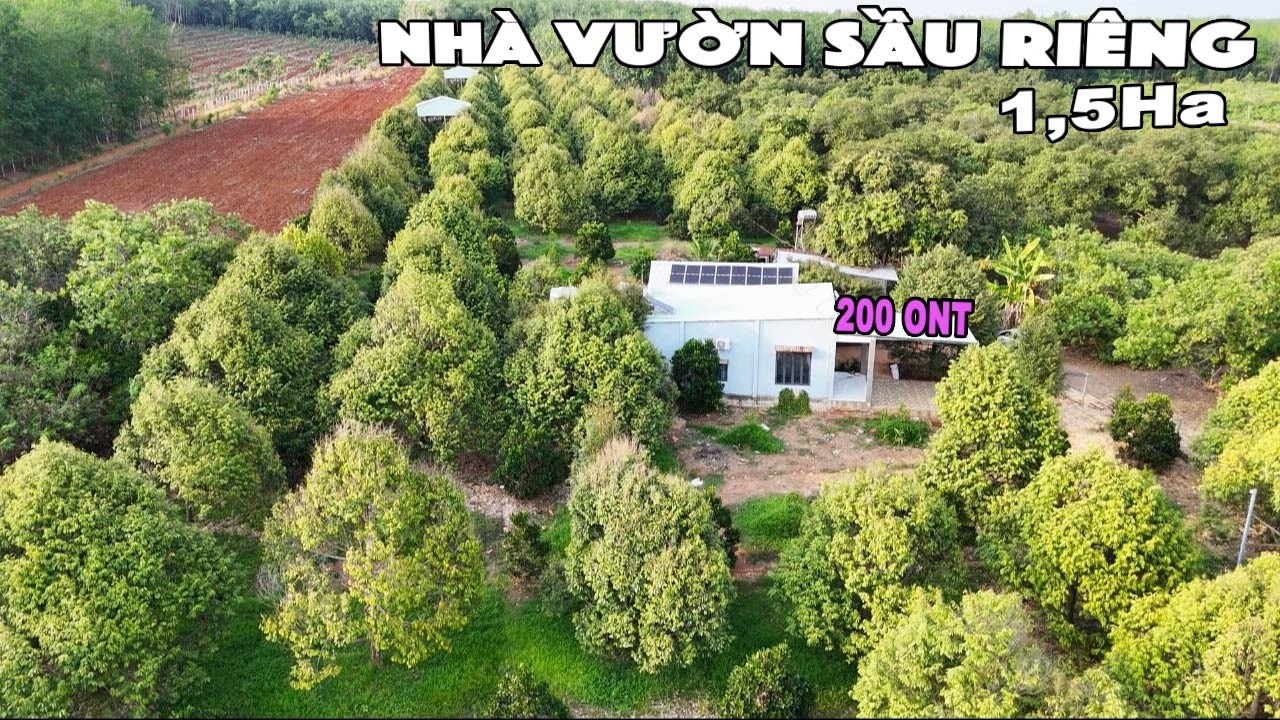 Nhà Vườn SẦU RIÊNG 8 Năm Tuổi Cách Thành Phố 30km Đang Cho Thu Hoạch , 2 Mặt Tiền Đường Khu Dân Cư