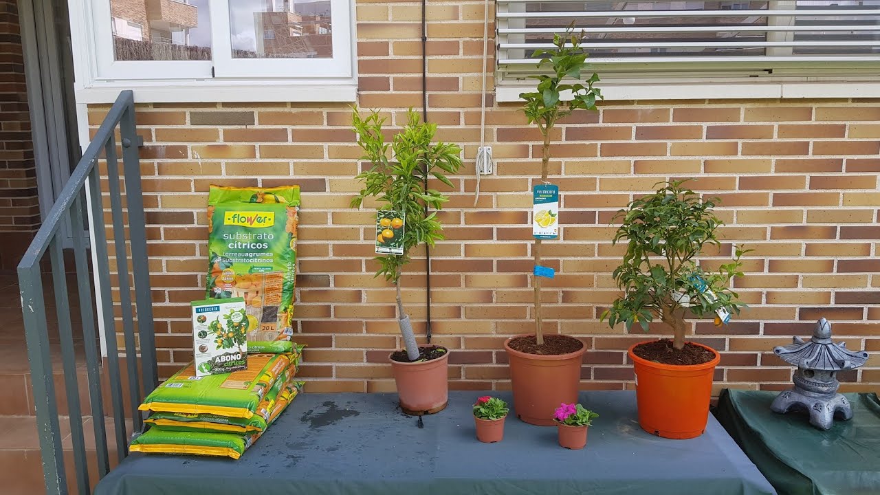 Hablamos de cítricos, nuevos cítricos para el jardín (11/04/2021)