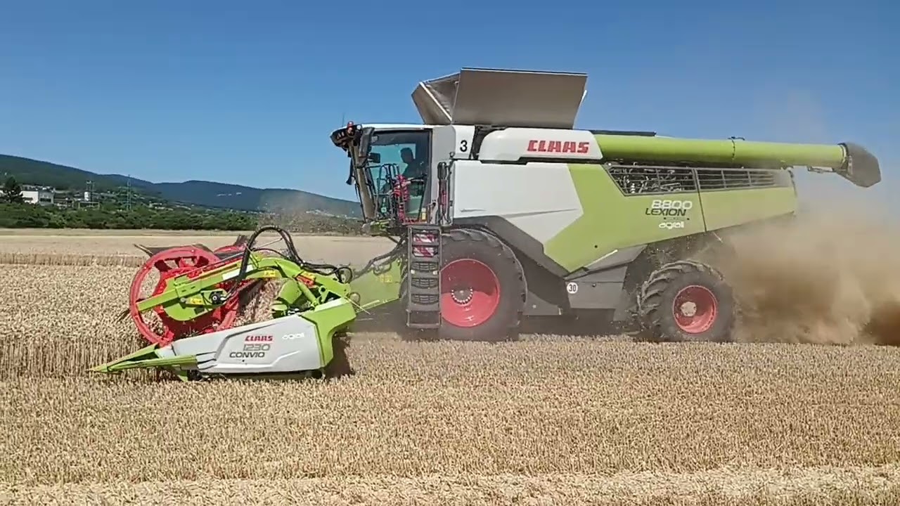 Žatva 2025 Pšenica 3x CLAAS LEXION 8800 3.časť