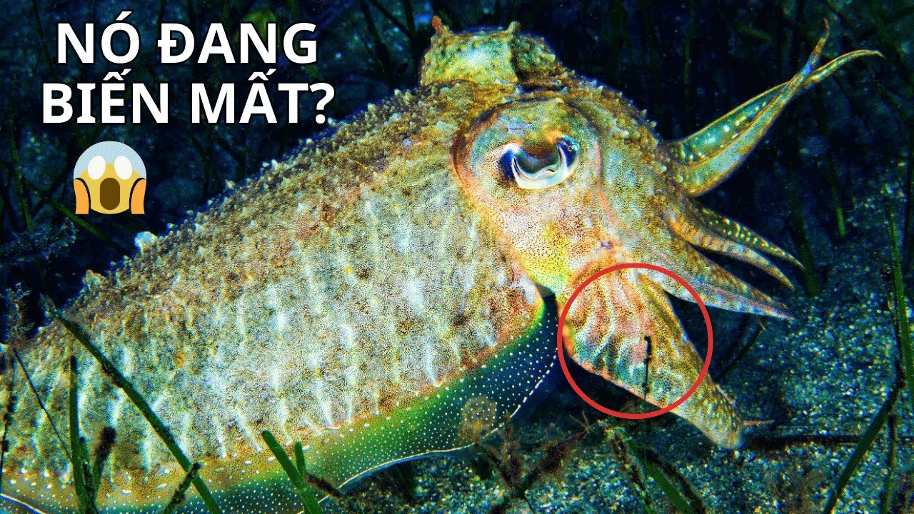 Mực Nang 🦑 Làn Da Đổi Màu Như Màn Hình Sống, Khám Phá Thế Giới Động Vật  | Bách Khoa Động Vật