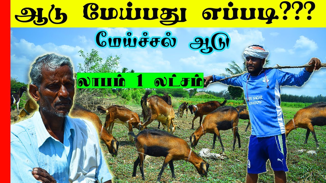 ஆடு மேய்ப்பது எப்படி|How to graze the goat in tamil|மேய்ச்சல் ஆடு ஓட்டி செல்வது எப்படி|TiffinCarrier