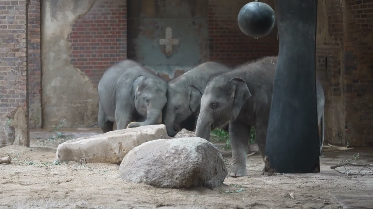 Baby elephant 4k,zoo baby 4k,elephant soccer video 4k,zoo elephant baby,elefant fußball,Zoo Leipzig