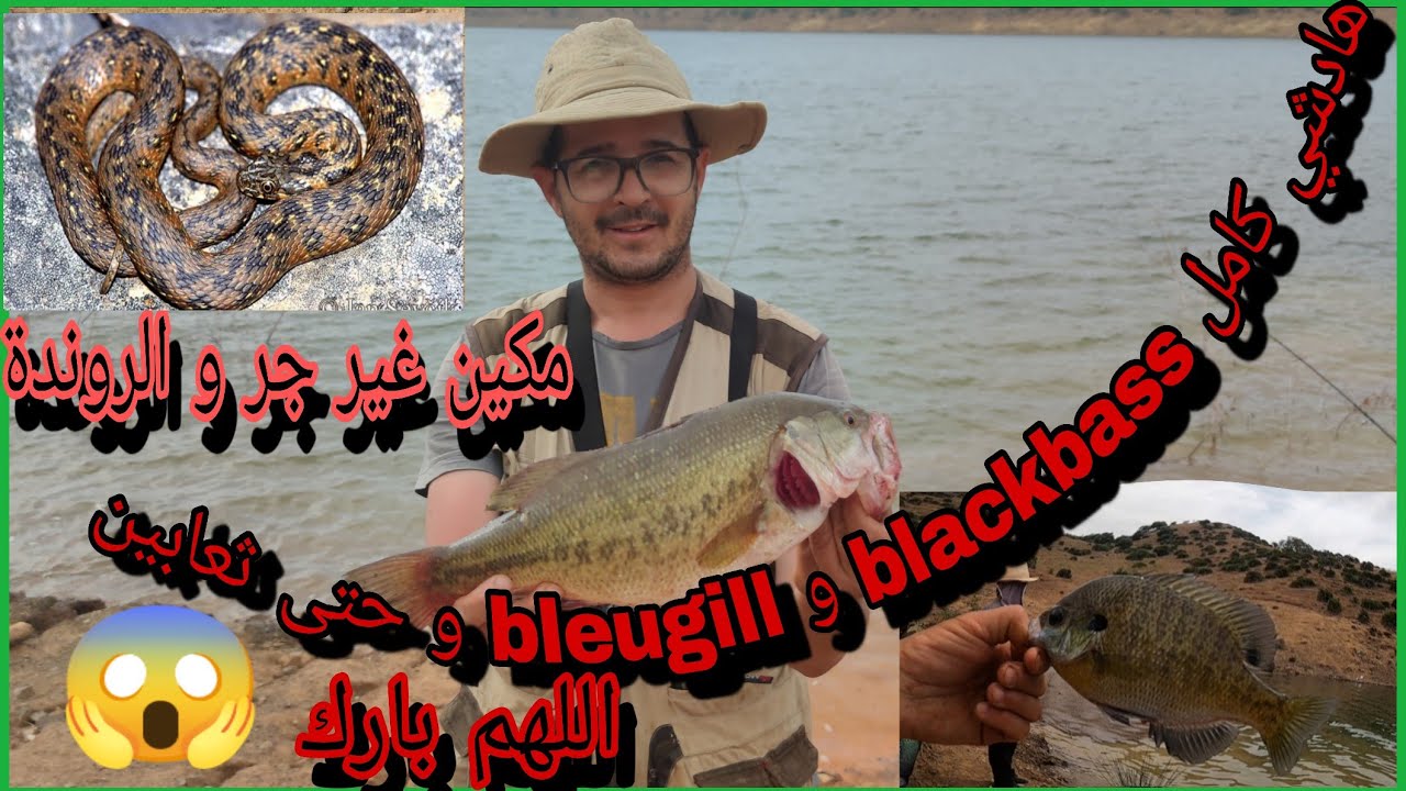 مكاين غير جر bleugill و blackbass روندة و التقاوص اللهم بارك.خرج لينة أخطر ثعبان 🐍  فالبراج 😱