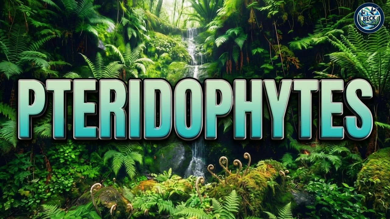 Pteridophytes