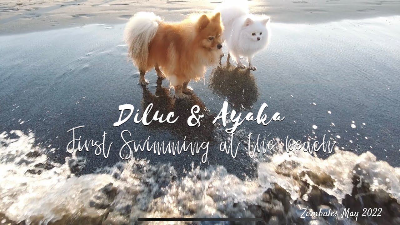 Pomeranian dog swims at the beach