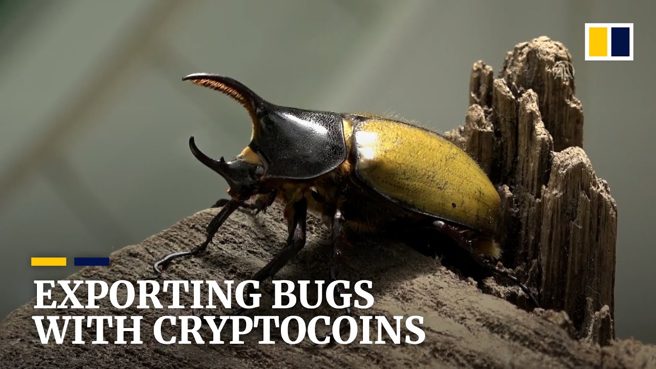 Colombian entrepreneur creates cryptocurrency to cut export costs for selling bugs to Japan