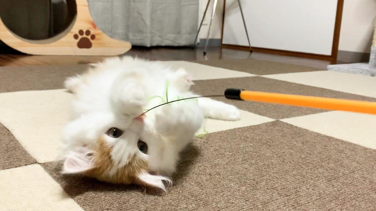 子猫さん、はじめてのねこじゃらしに大興奮の巻