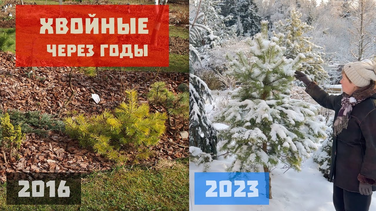 Хвойные через годы