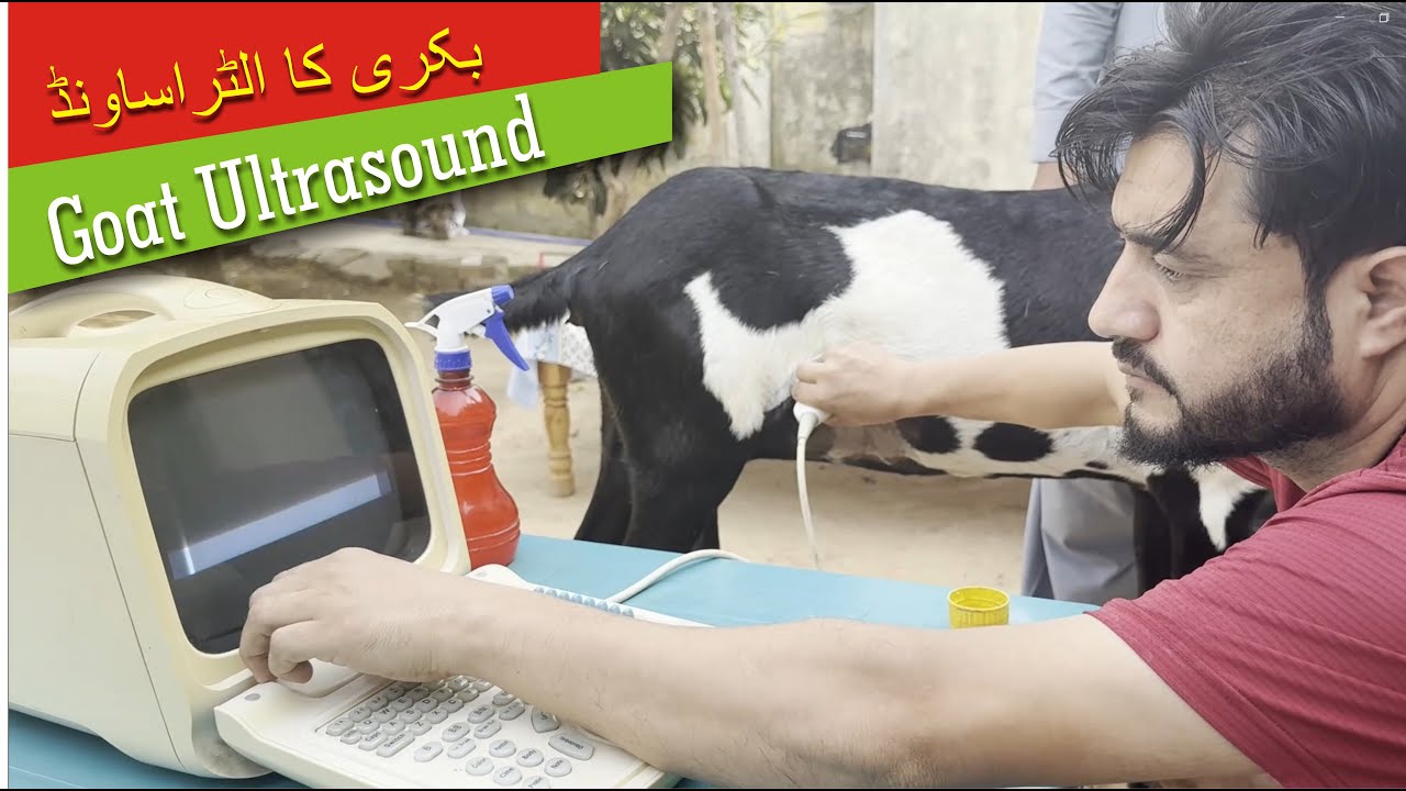 GOAT ULTRASOUND 
