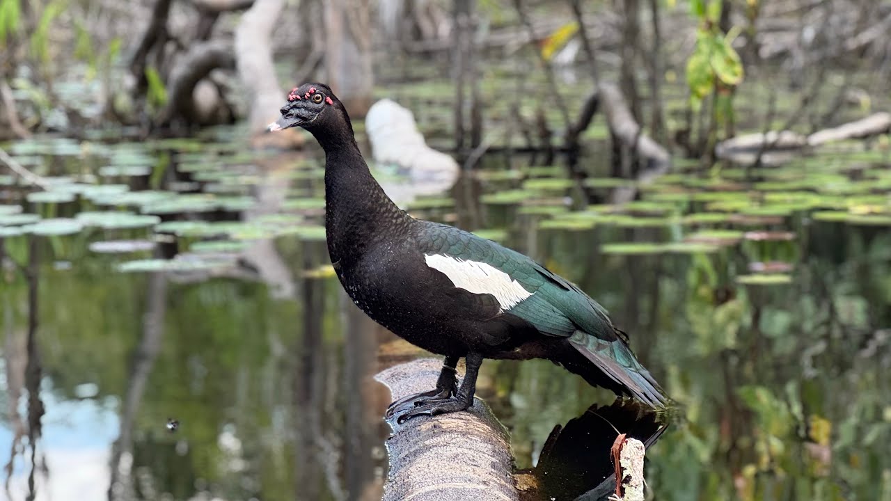 EM BUSCA DOS ASA BRANCA, CA&Ccedil;ADA DE PATO | O CA&Ccedil;ADOR