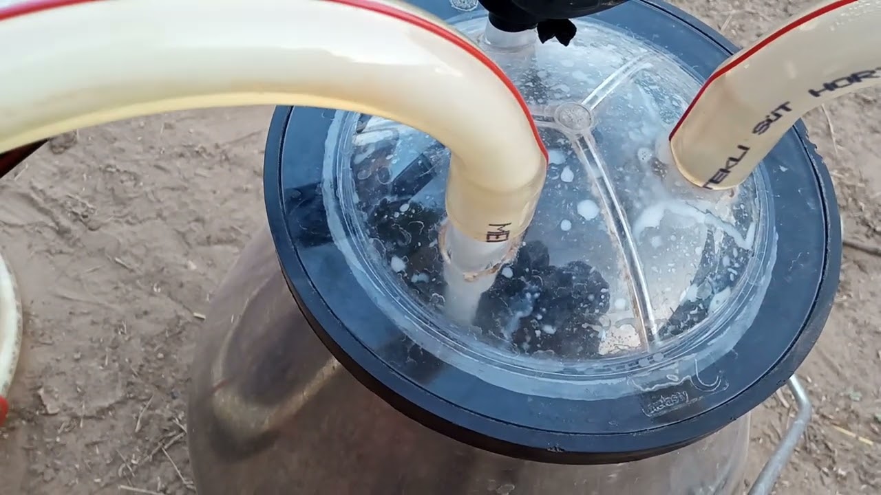 Cow  milk machine videos l Cow and buffalo videos | cow life #new​​​​ #wildlife​​​​ #farming​​​​
