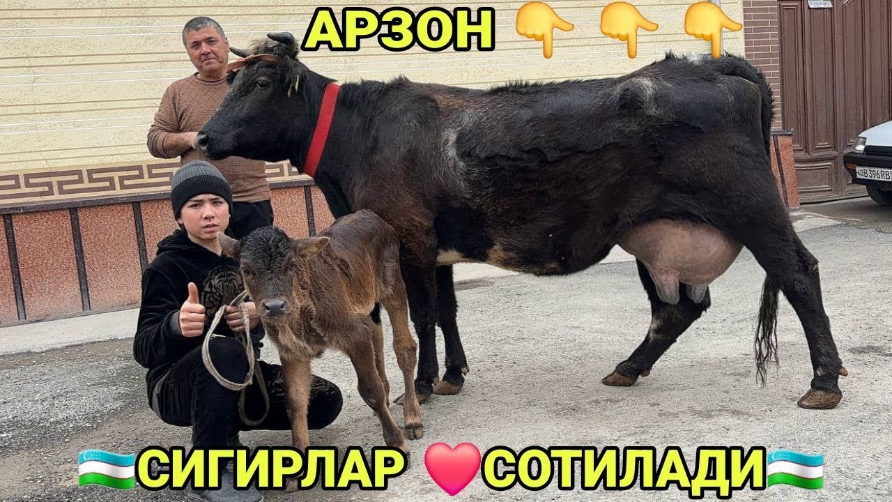 3 БОШ АРЗОН НАРХЛАРДА СИФАТЛИ СИГИРЛАР СОТИЛАДИ НАРХЛАРИ SOTILADIGON SIGIRLAT NATXI 8 марта 2026 г
