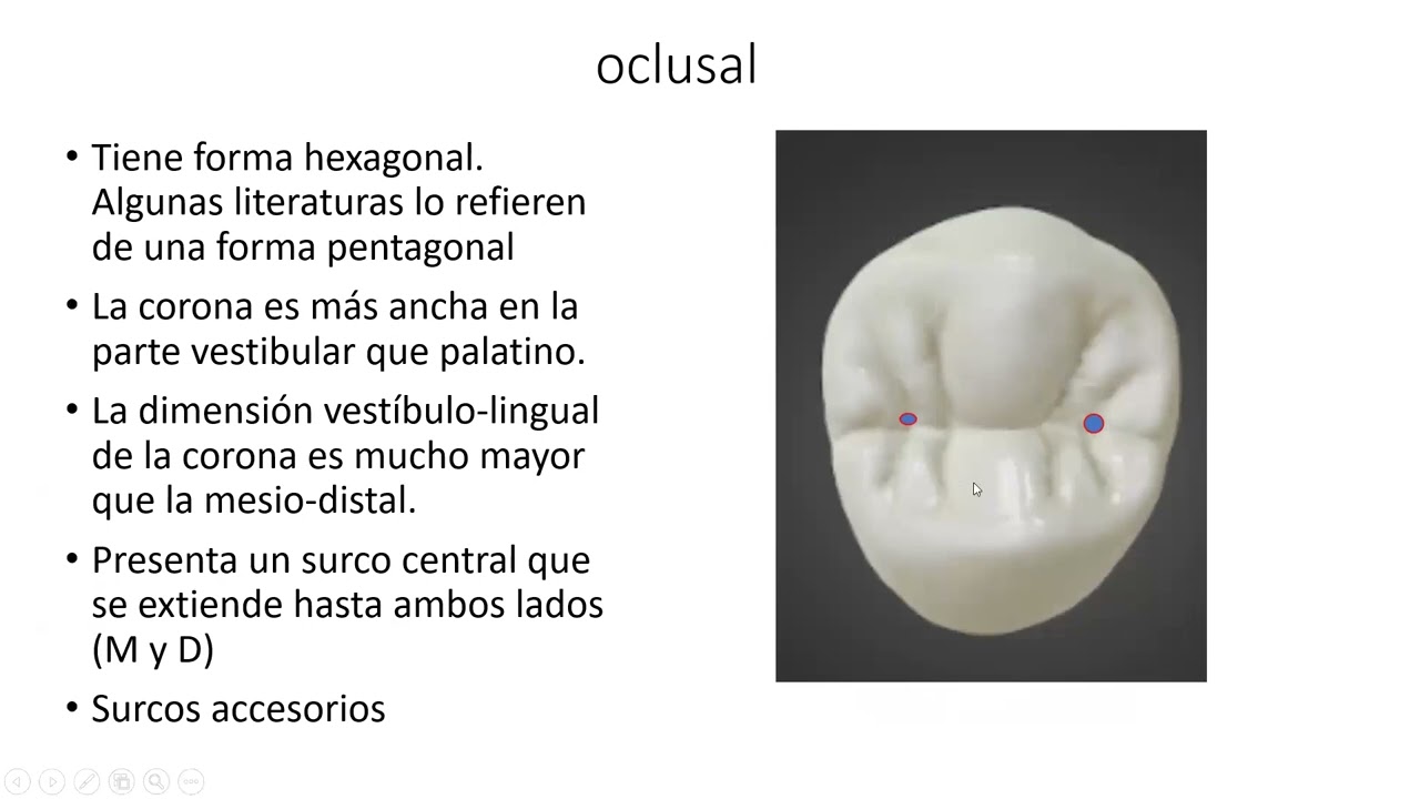 ANATOMÍA DENTAL 2DO PREMOLAR, MOLARES SUPERIORES
