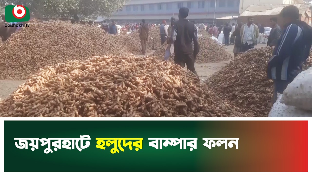 জয়পুরহাটে হলুদের বাম্পার ফলন | Joypurhat | Turmeric Bumper Harvest | Boishkahi Tv News