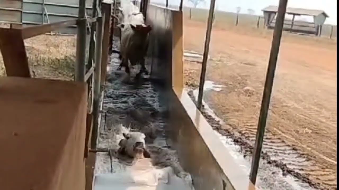 Cows jumping into the cow bath 🐄🤠