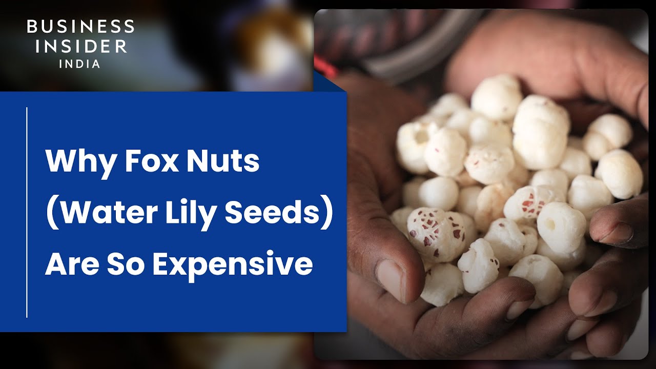 Why Fox Nuts (Water Lily Seeds) Are So Expensive | So Expensive