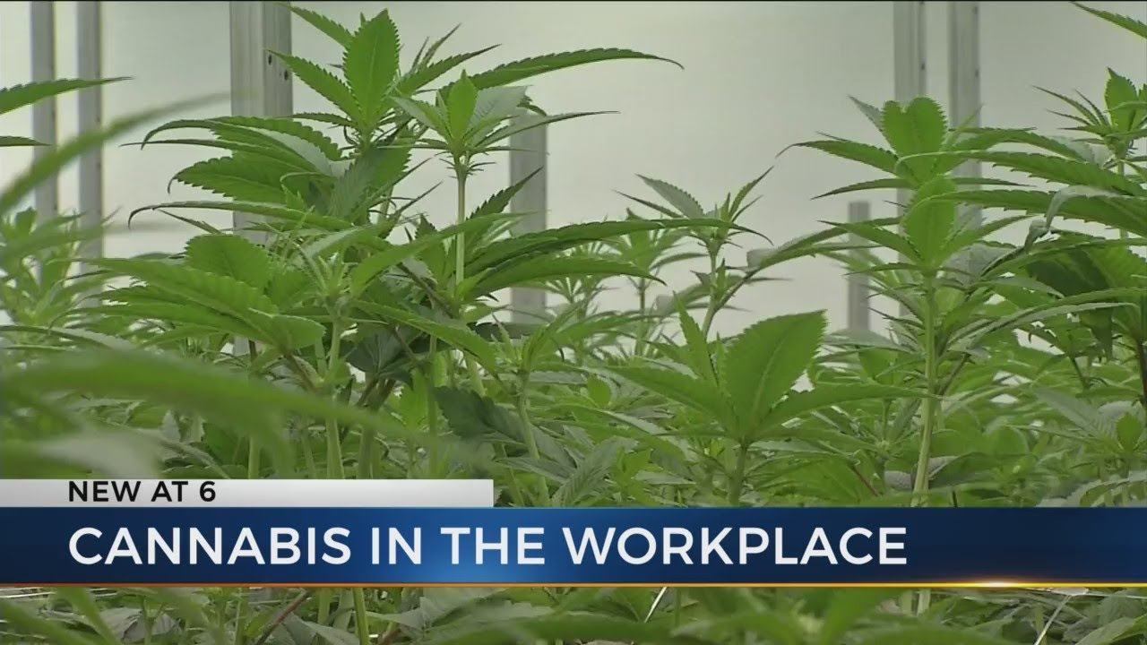 New medical marijuana laws may test workplace drug policies