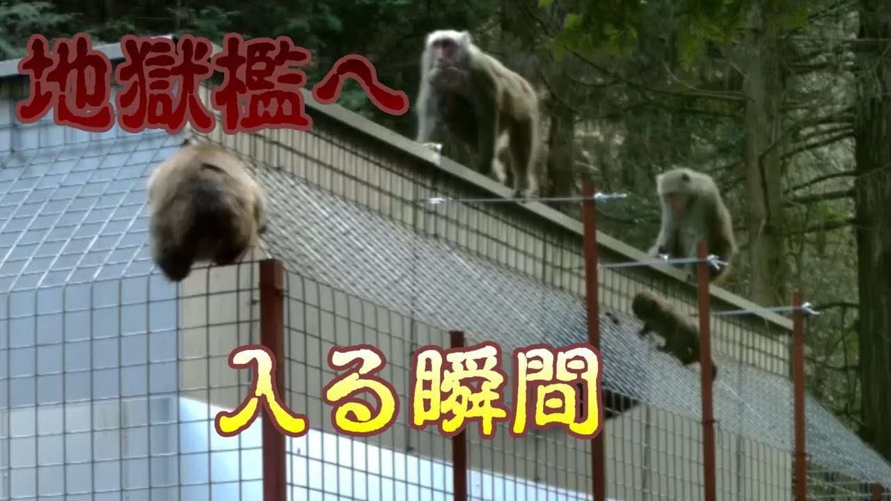 猿が地獄檻に入る瞬間!?【有害鳥獣駆除】【地獄罠】【猿】