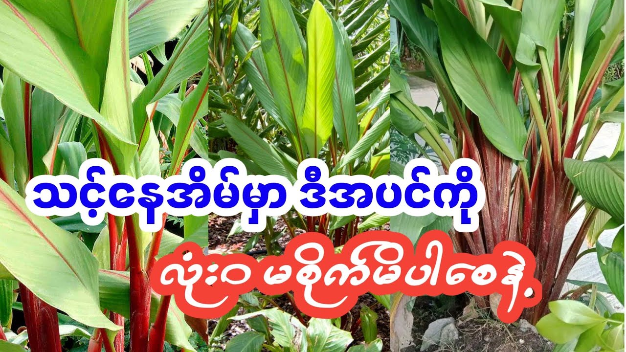 သင့်အိမ်ပတ်ဝန်းကျင်မှာ ဂမုန်းဘီလူးပင်ရှိနေရင် အမြန်ဆုံးနှုတ်ပစ်ပါ #ဂမုန်းဘီလူး