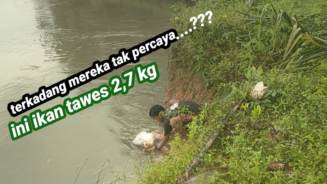 BARU TURUN UMPAN LANGSUNG DI MAKAN IKAN TAWES MONSTER  PAKAI UMPAN BUAH