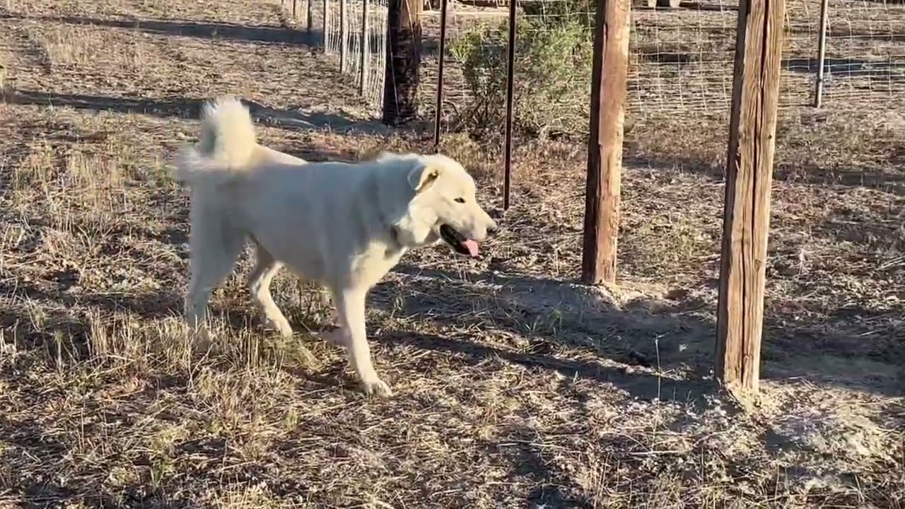 @Landracefarmlgdrescue