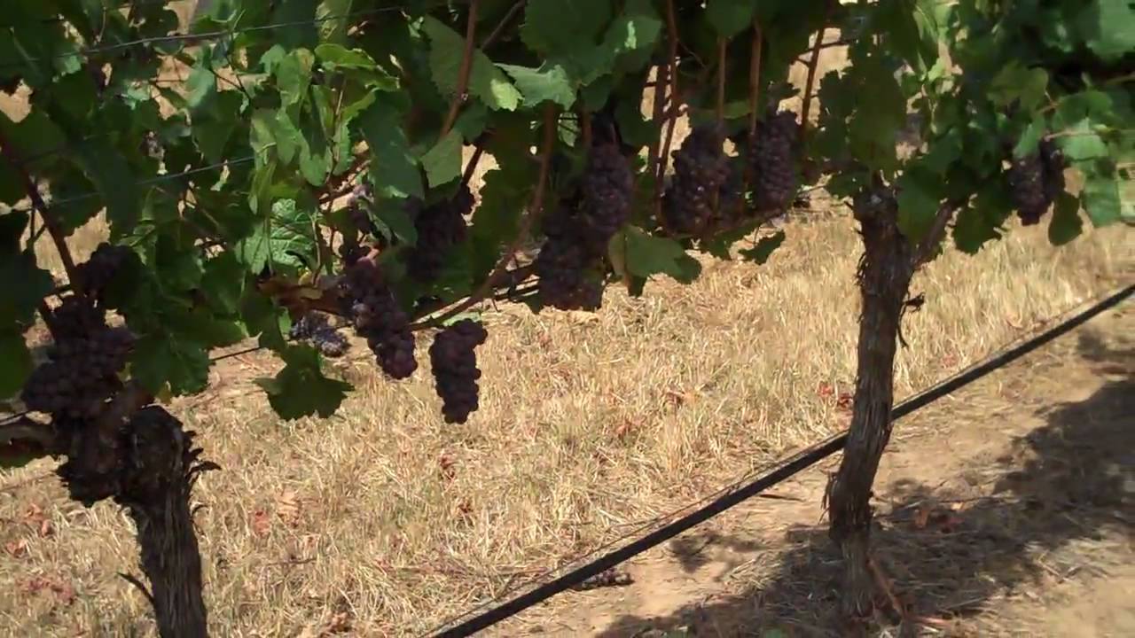 Crop thinning in cool climate vineyards