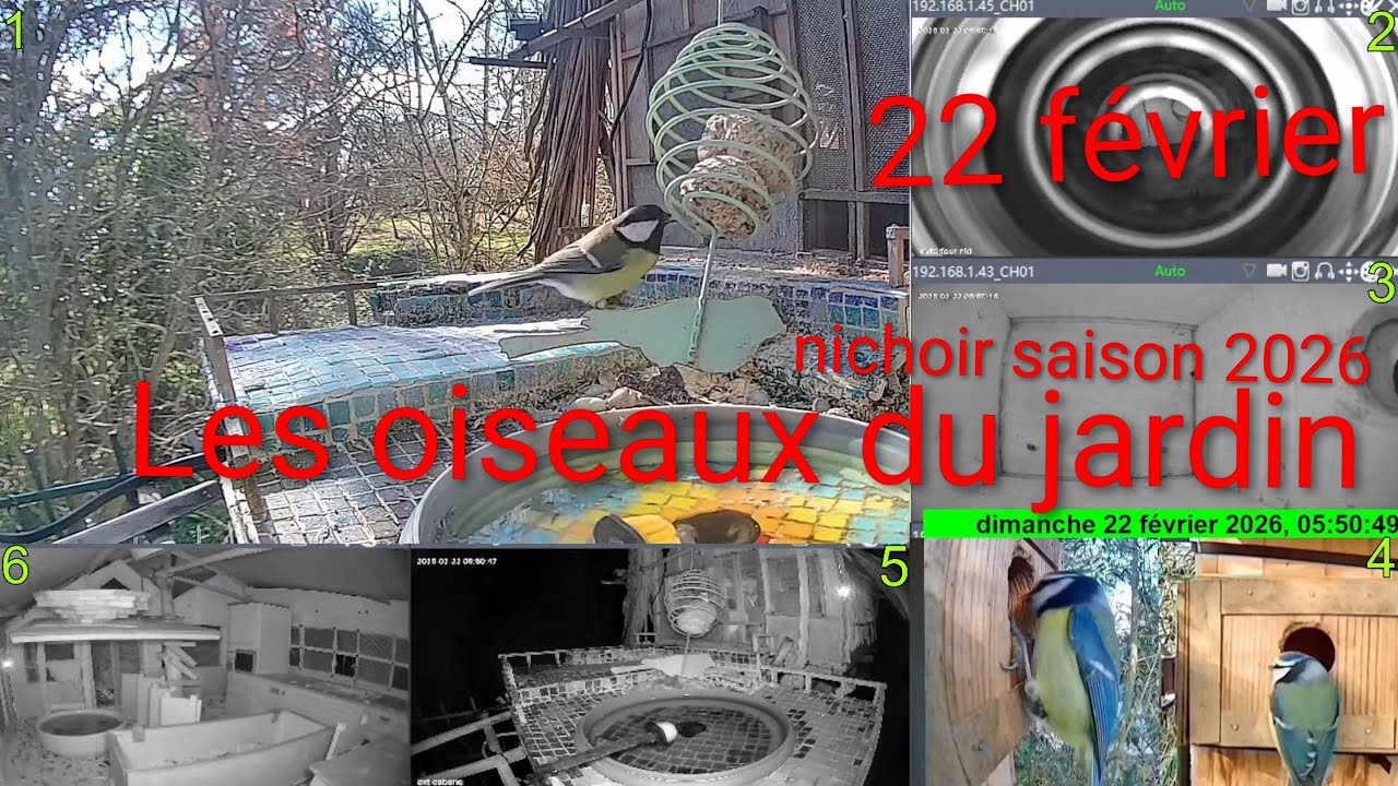 Live Les oiseaux du jardin 🐦🌳 22 Février 2026 #Oiseaux #Jardin #Nature #birds #animals #live